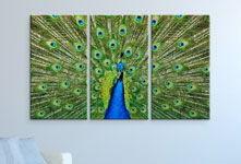 Foto en metacrilato triptico ejemplo pavo real