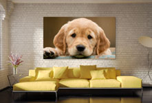 kits de montaje foto metacrilato grande sobre sofa amarillo ejemplo cachorro de labrador